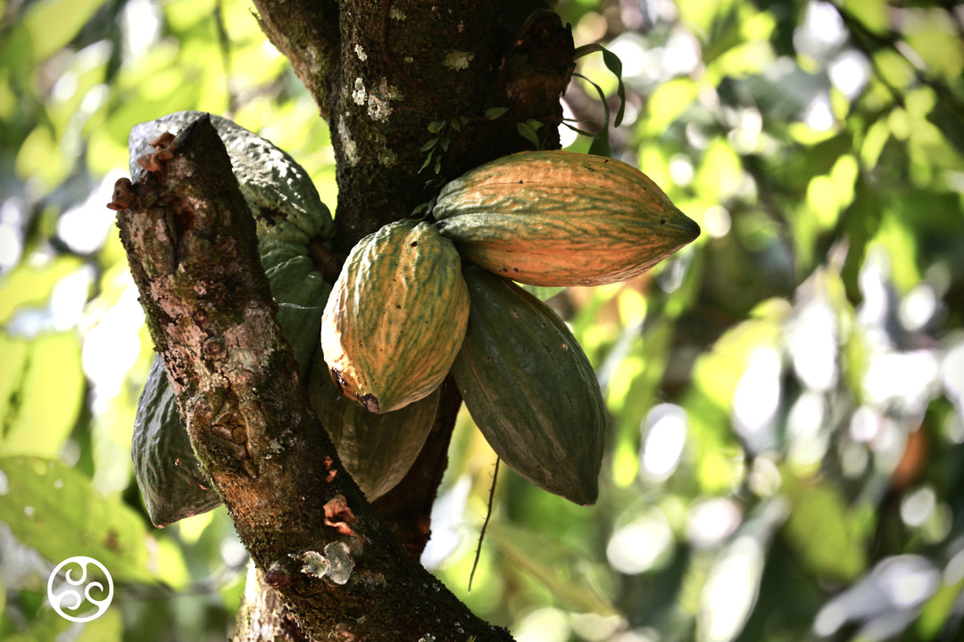 cacao tree with cacao pods - image provided by Callebaut chocolate